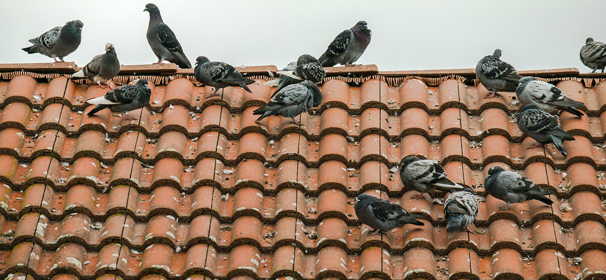 חיפה התקנת רשת יונים